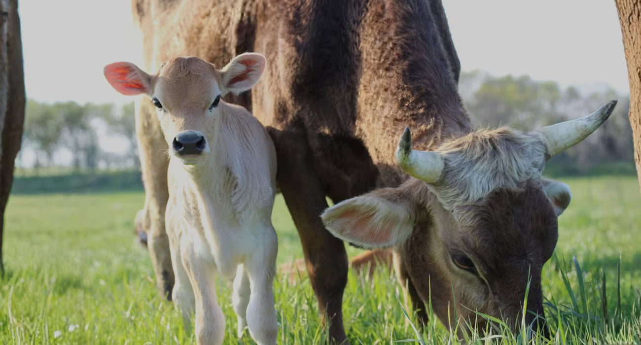 slider image 1621243260e1af0c20-0