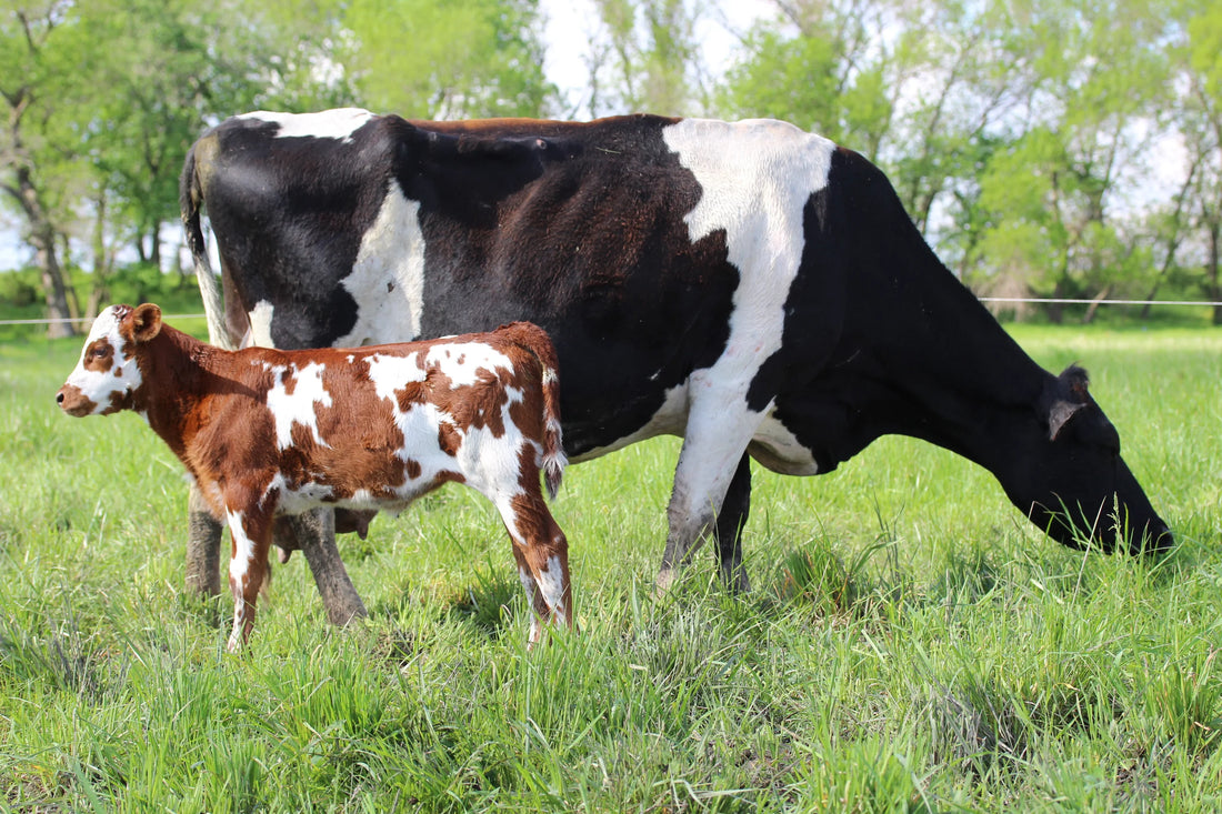 A winter seasonal cheese box from Lost Lake Farm, showing three wedges of farmstead cheese, cow postcards, and a member certificate.